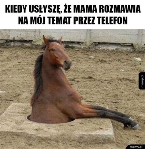 Śmieszą cię te memy o koniach sameQuizy