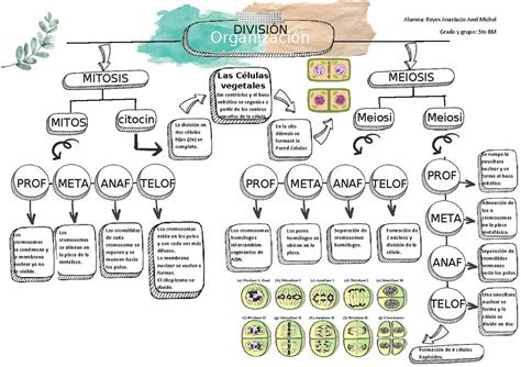 A Elabora Un Mapa Conceptual Que Describa El Proceso De Meiosis Ylas