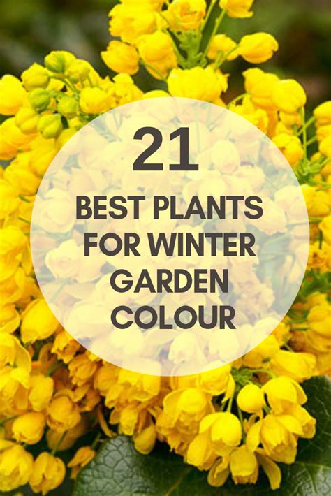 The Best Plants For Winter Garden Colour David Domoney Winter