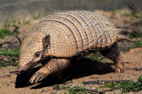 Six Banded Armadillo Ywp 280319a A Photo On Flickriver