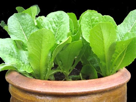 Container Gardening Growing Lettuce In Pots