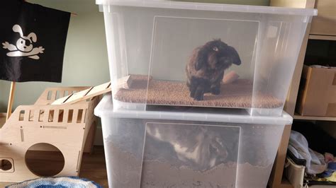How To Make A Diy Bunny Digging Box The Perfect Toy For Your Rabbit Rabbit For Home