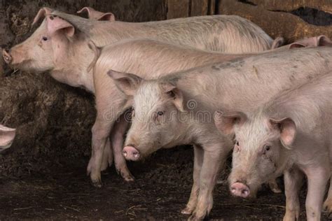 Pigs And Piglets On The Farm Stock Image Image Of Survival Meat