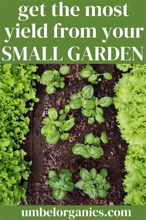 Tips For Maximizing Your Small Garden Space Umbel Organics