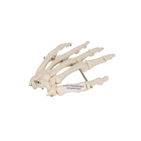 Esqueleto De La Mano Articulada En Alambre 3b Smart Anatomy 1019367