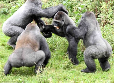 Devon Schoolboy Captures Moment Gorillas Fight In Battle Over Tomato