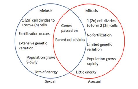 Venn Diagram Mitosis And Meiosis Wiring Diagram