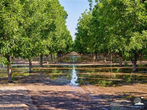 El Paso Photos | Southern New Mexico | Pecan Trees in Southern New Mexico