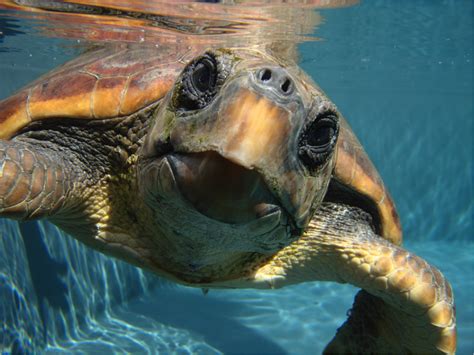 Las Tortugas Bobas Del Atlántico Están Menos Contaminadas Que Las Del