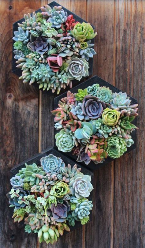 20 Gorgeous Succulent Wall Art To Display Houseplants Homemydesign