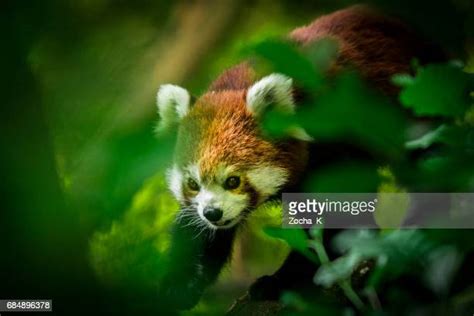 Red Panda Standing Photos And Premium High Res Pictures Getty Images