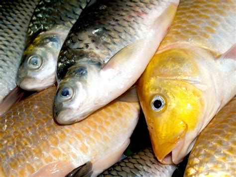 Freshwater Fish Food Free Stock Photo Public Domain Pictures