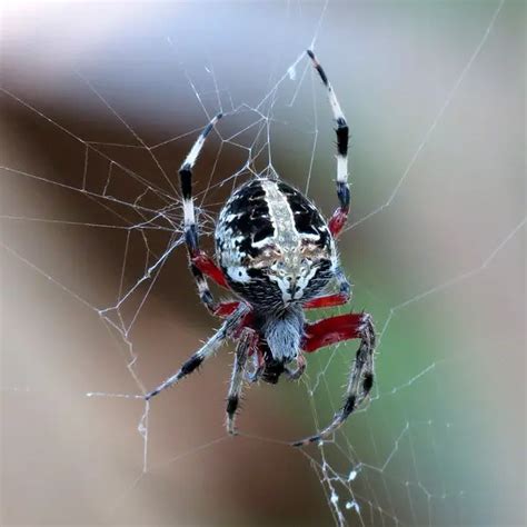 Neoscona Domiciliorum Red Femured Spotted Orbweaver Usa Spiders