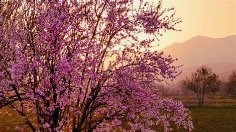 Download Wallpaper 1920x1080 Sakura Tree Flowers Field Mountains