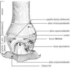 Avian Bird Anatomy Images Of Cloaca And Bursa Of Fabricus