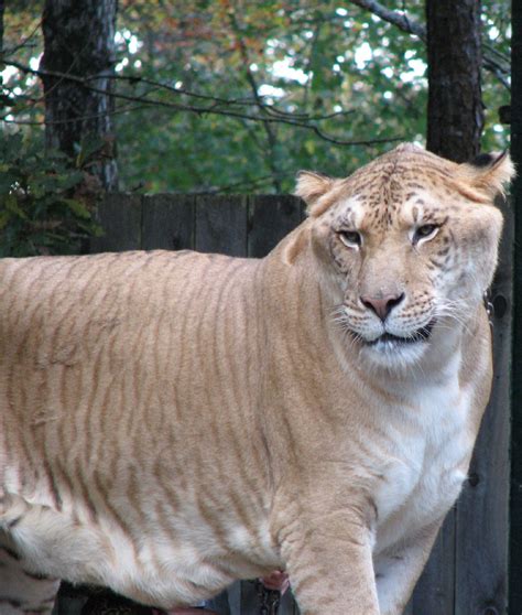 Лигр Liger — самая большая кошка в мире Путешествия