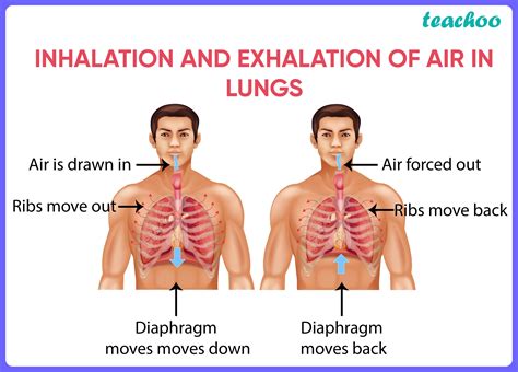 Human Respiratory System Diagram Flow Chart Teachoo