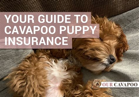 Maybe you would like to learn more about one of these? Your guide to Cavapoo puppy pet insurance - Our Cavapoo