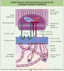 The dermis supports the epidermis, providing nutrients and protecting it. Derm 3 - Basement Membrane Zone (BMZ) Flashcards | Quizlet