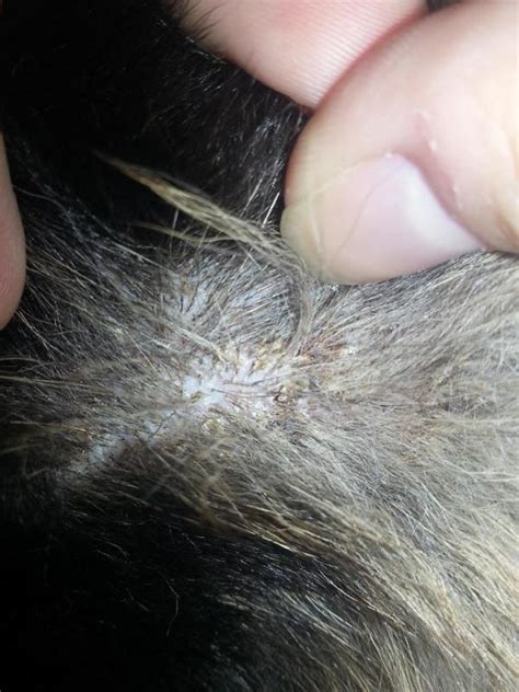 Dog Flaky Skin Hair Loss