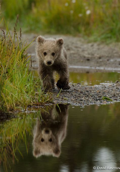 Coastal Brown Bears By David Rasmus On 500px Animals Animals