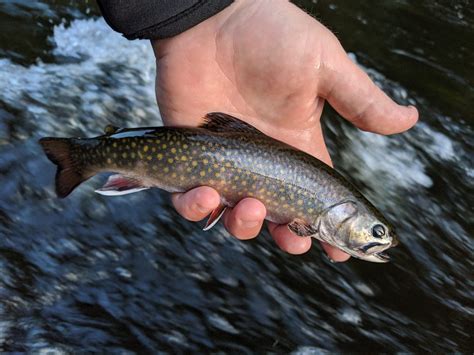 White Mountain National Forest Wild Eastern Brook Trout White