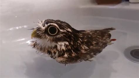 Cute Owls Compilation Youtube