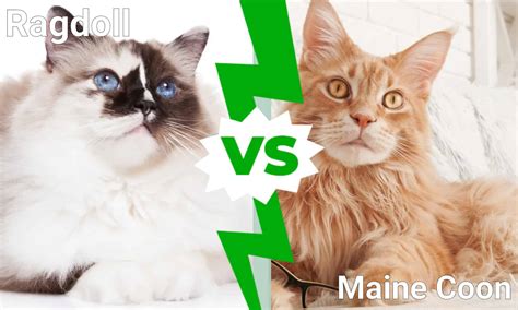Ragdoll Vs Maine Coon Cat อะไรคือความแตกต่าง Newagepitbulls