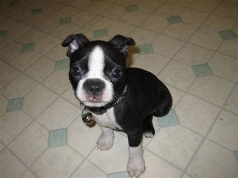 Pet service in lincoln, missouri. TWO BOSTON TERRIER PUPPIES * for sale in Winnipeg, Manitoba - Nice pets in Canada