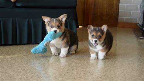 The $100 will go toward the price of the puppy. Pembroke Welsh Corgi Puppies For Sale - YouTube
