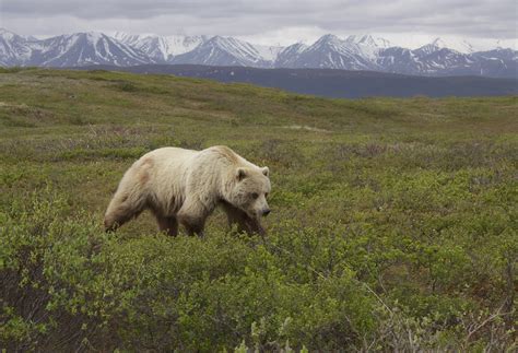 Gray Bear On Grass Field Near Mountains Grizzly Bear Ursus Arctos Hd