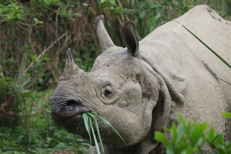 In Nepal The Rhino Evokes National Pride