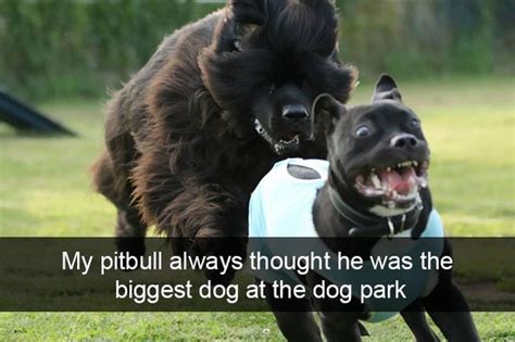 19 Adorable And Funny Dog Pics With Captions