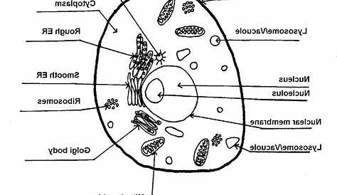 plant and animal cell labeling worksheet