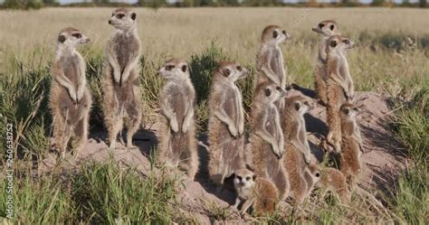 4k Close Up View Of A Group Of Meerkats With Babies Sunning Themselves
