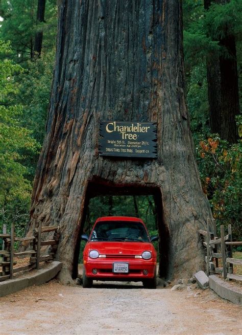 Chandelier Tree Drive Thru Tree Sequoia Nat Forest California