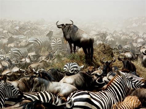 The Great Wildebeest Migration Africa Geographic