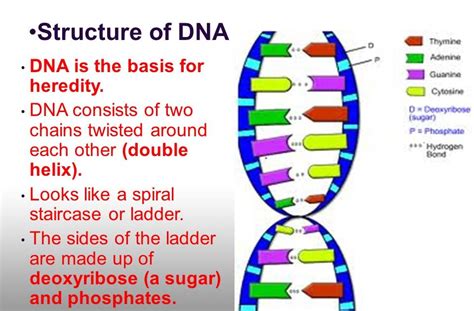 32 Dna The Double Helix Coloring Worksheet Colored - Zsksydny Coloring