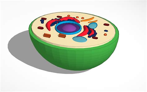 3d Design Copy Of Animal Cell Tinkercad