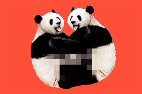 Lousy Libidos Why Do Pandas Have So Babe Sex The New York Times