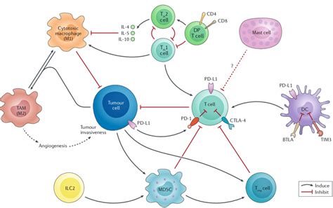 Network Of Immunoregulatory Pathways In Bladder Cancer Various