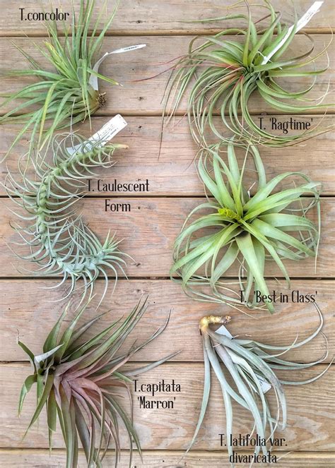 What Are Air Plants Good For Nolyutesa