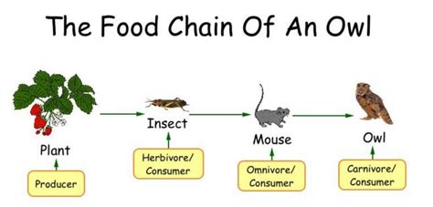 Such as grazing food chain and detritus food chain. Webs of Life | ETEAMS