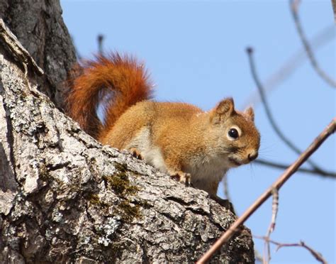 Douglasii and mearns's squirrel, t. American Red Squirrel