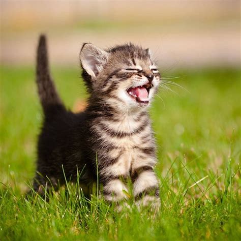 Pin By Nancy C Lindberg On Animals Life Kittens Cutest Tabby Kitten