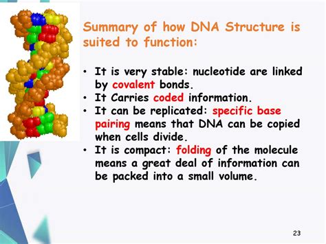 Structure Of Dna And Its Function презентация онлайн