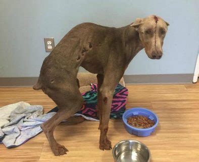 Before buying a puppy it is important to understand the associated costs of owning a dog. Abused Doberman puppy with severed spine rescued • Pet ...
