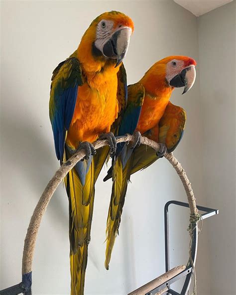 Hybrid Macaw Parrots For Sale Macaw And Parrots David Starlink Breeders Flickr