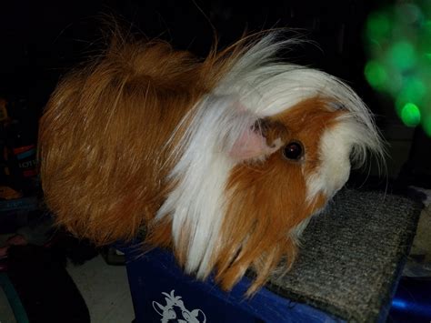 They are not likely to hide from the child or take a nip at them when being handled. Guinea Pig Rodents For Sale | Lexington, KY #238564