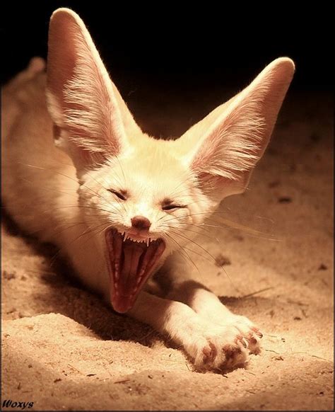 Most Terrific Creature Ever By Woxys On Deviantart Fennec Fox